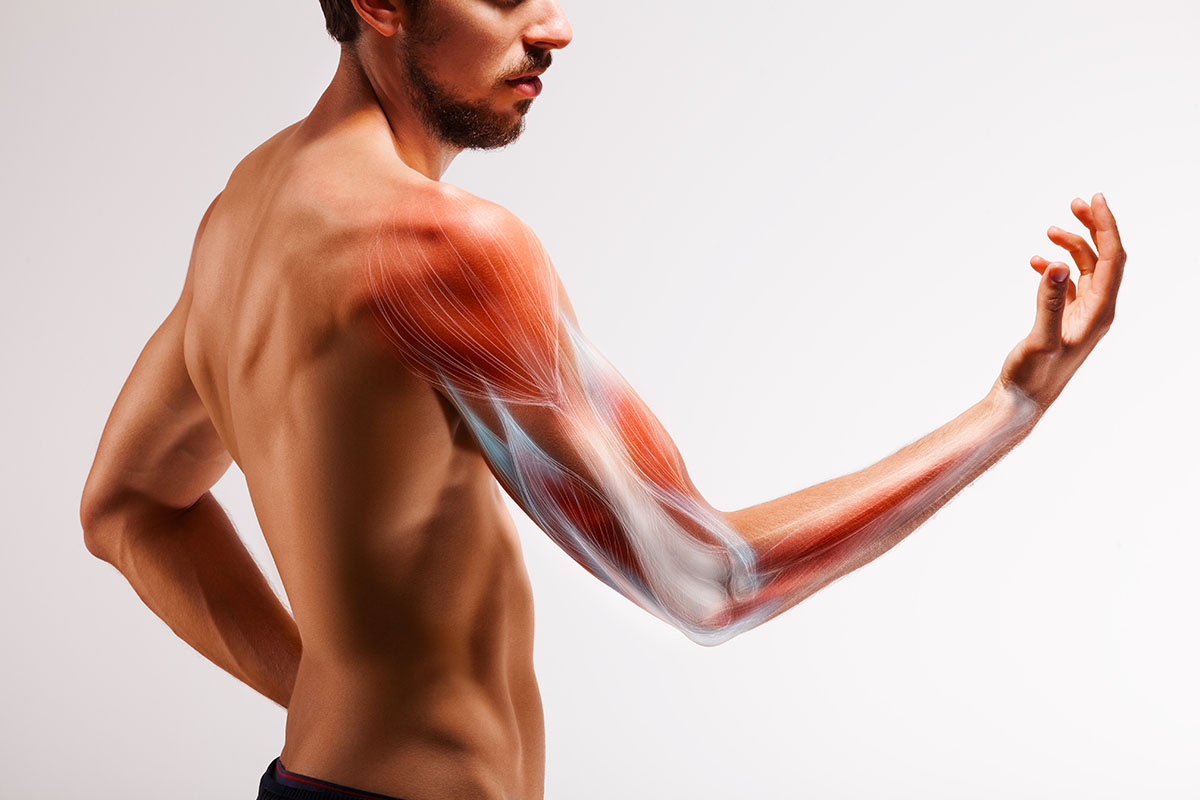 Les secrets des muscles : une exploration fascinante