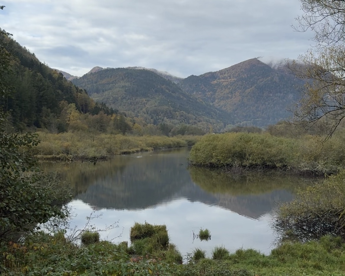 Ils sauvent une tourbière menacée par le réchauffement climatique en Alsace