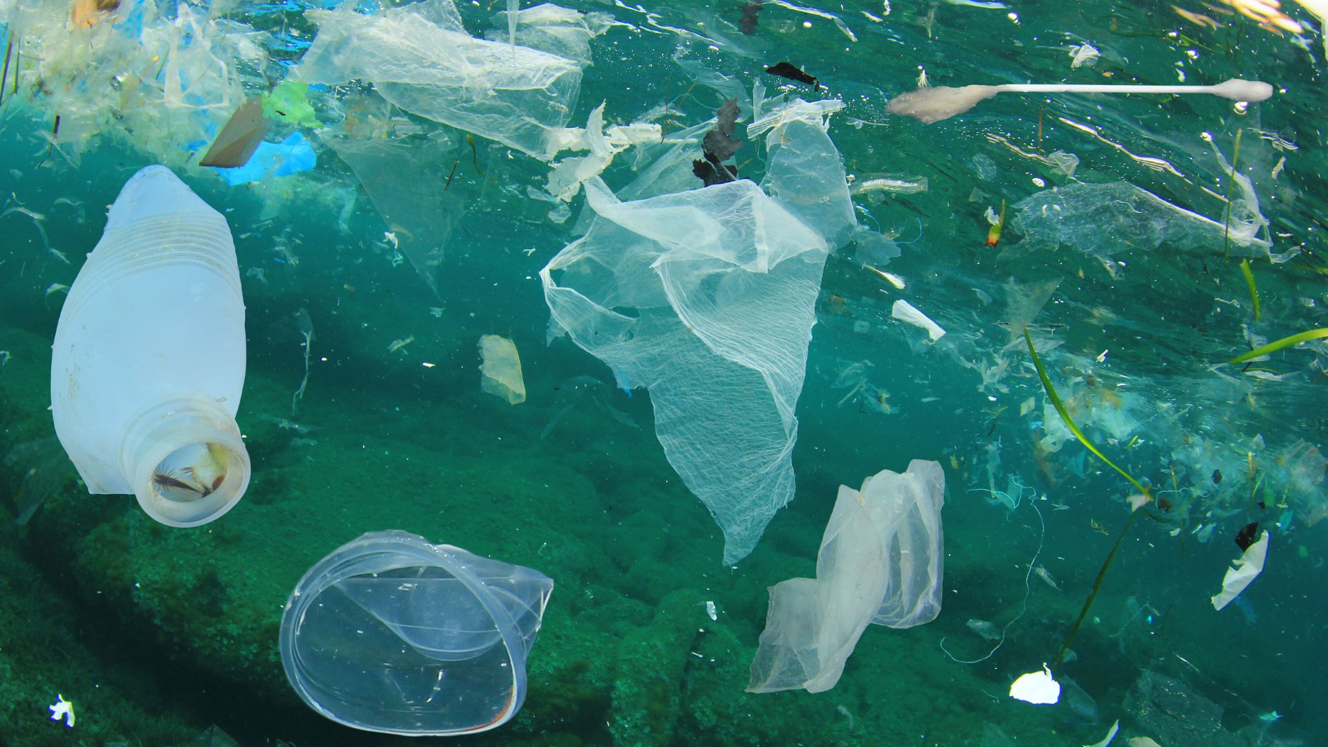 Un plastique biodégradable qui nourrit la planète !