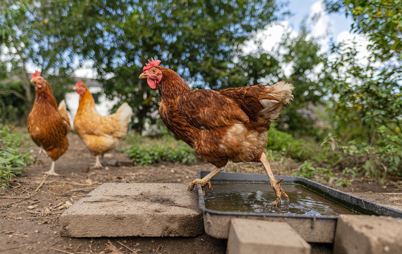 Poules pour Tous sauve des poules de l’abattoir