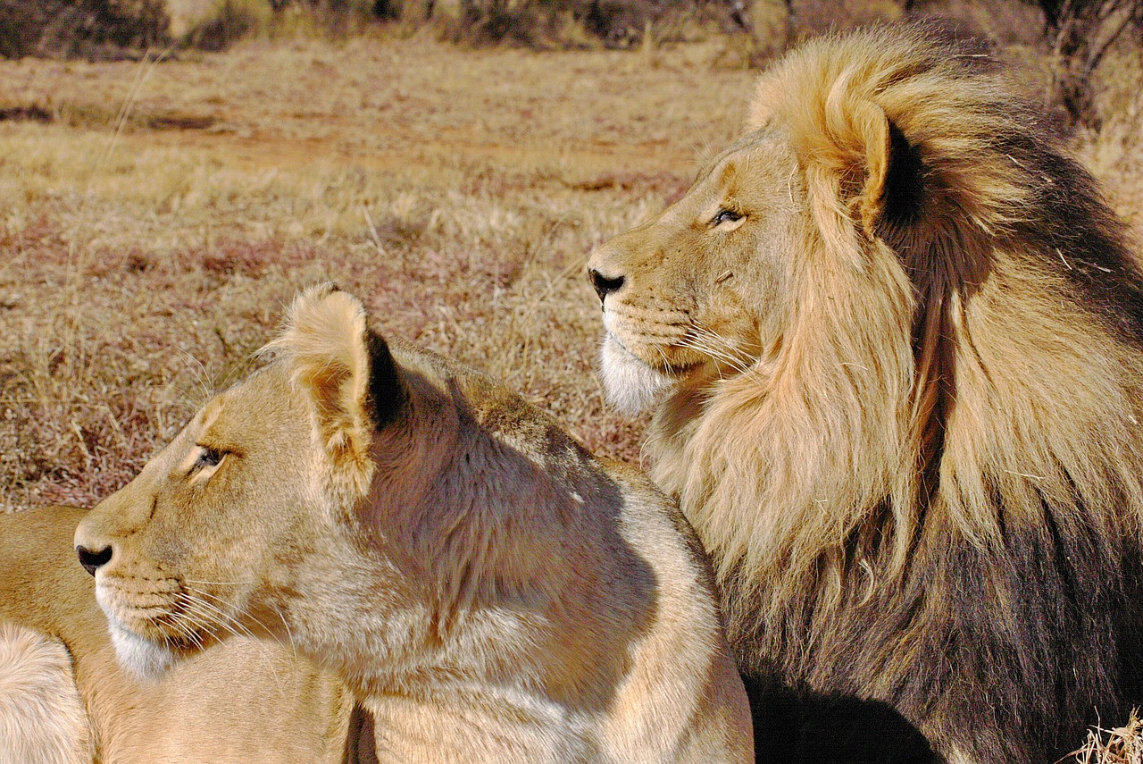 Perdu en pleine savane, ce petit garçon survit pendant cinq jours