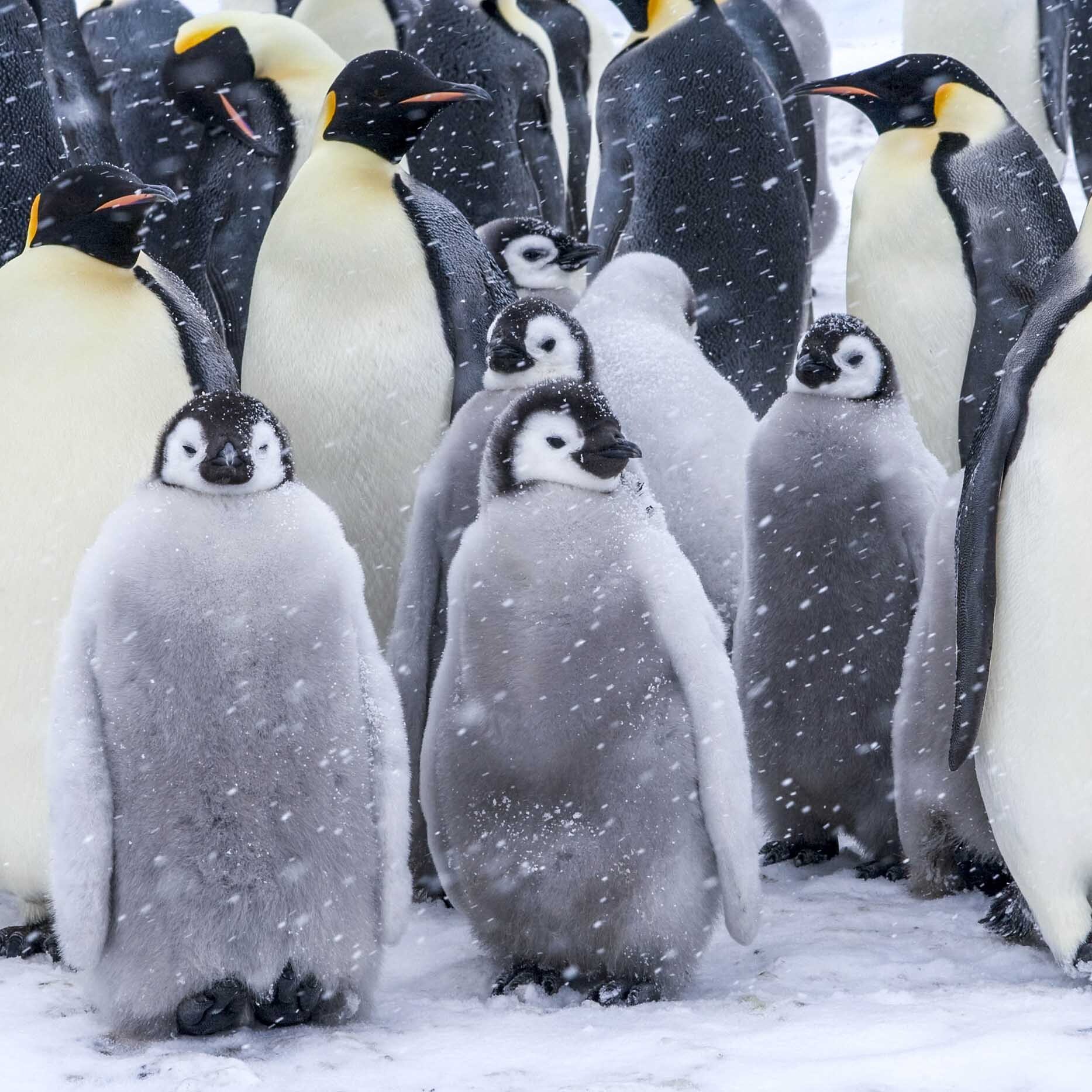 La crotte de manchot pourrait peut-être sauver le climat !