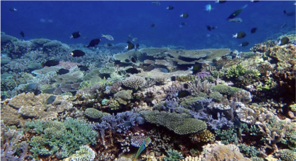 La Nouvelle-Calédonie interdit l’exploitation des fonds marins !