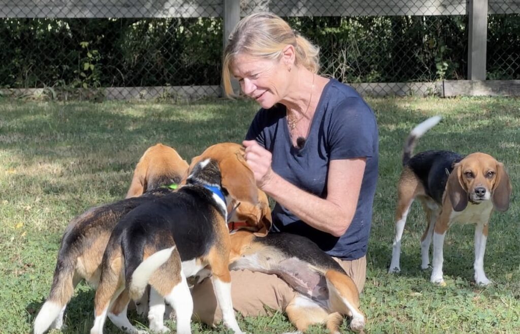 La maison des beagles libres !