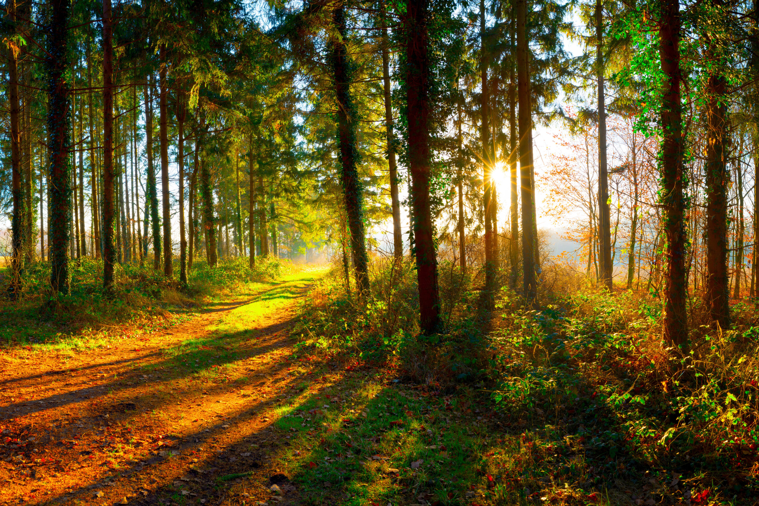 La forêt, essentielle pour notre santé mentale : Garnier s’engage à la protéger
