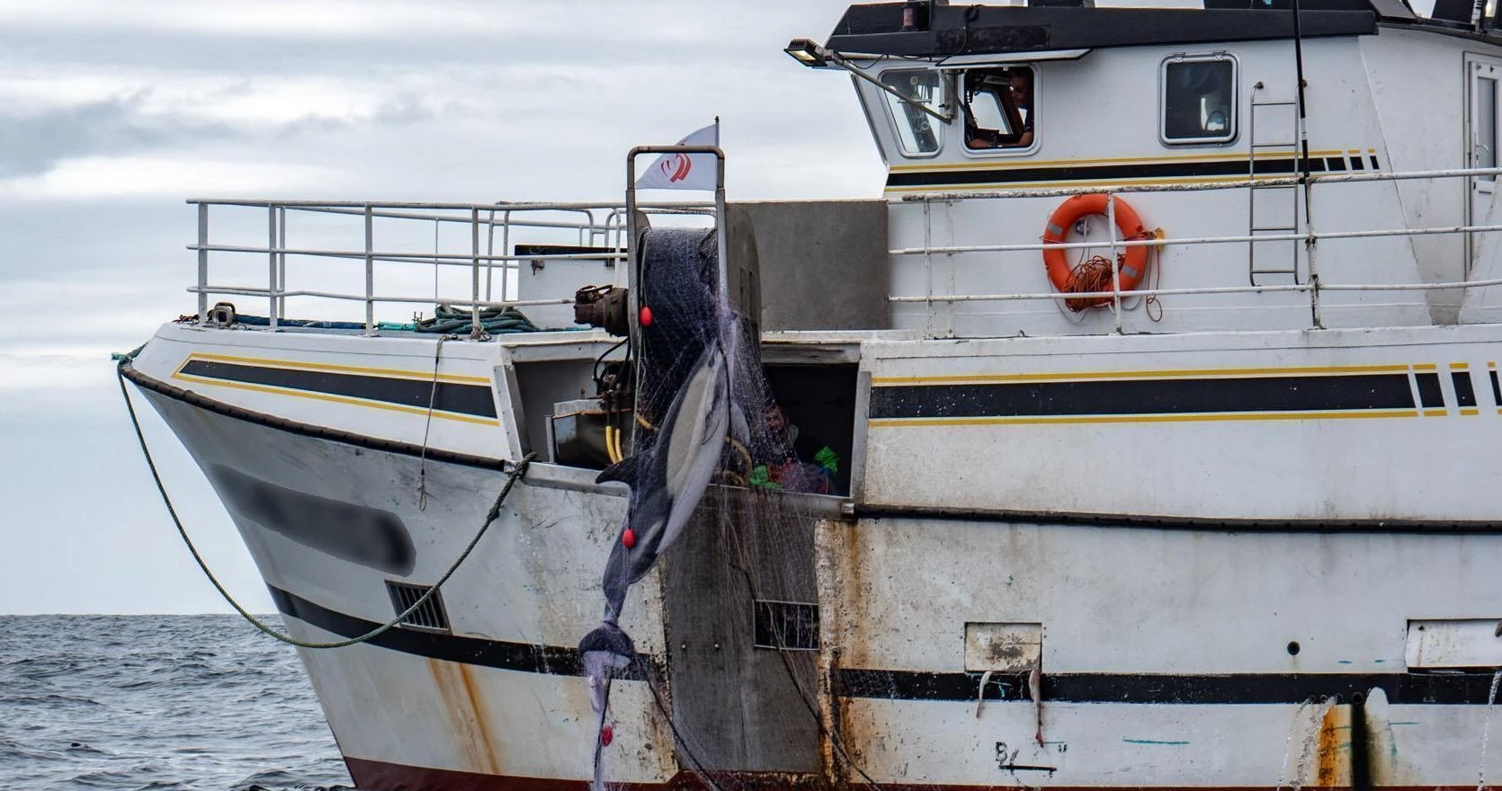 L’arrêt de la pêche permet de réduire de 60% les captures de dauphins !