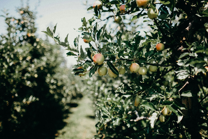 Redonner de la valeur à la laine : quand élevage et verger réinventent l’agriculture circulaire