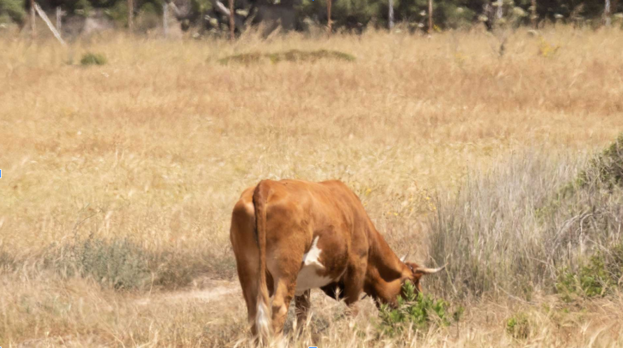 Vers une nouvelle façon de faire de l’agriculture : l’élevage herbager comme pilier du changement