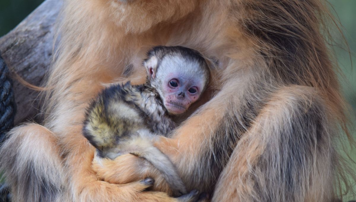 Première mondiale à Beauval : un bébé singe doré naît hors d’Asie