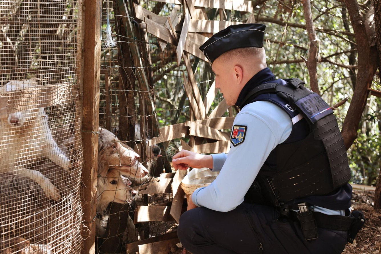 Des animaux maltraités secourus par la gendarmerie et la SPA