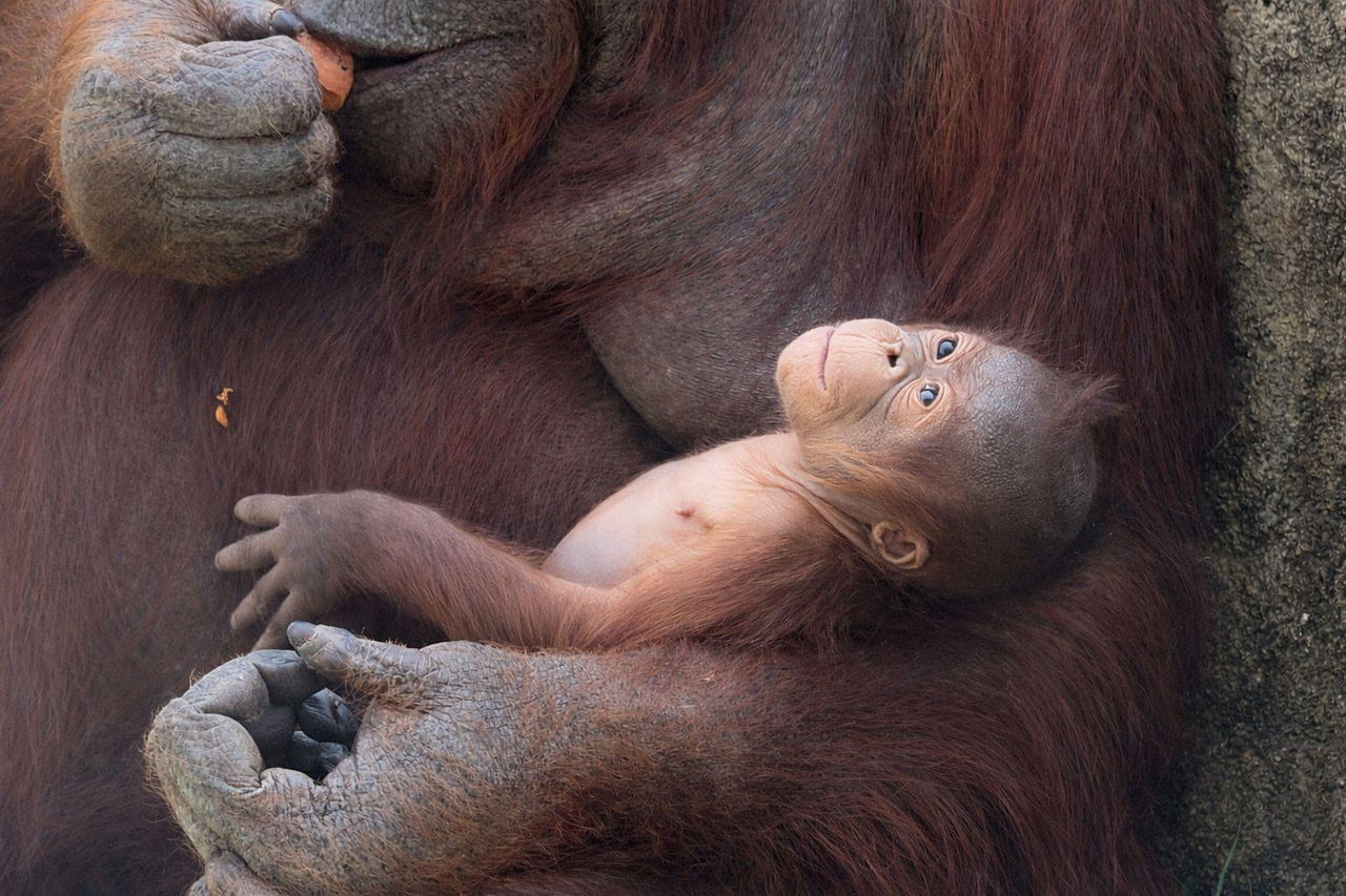 Un bébé orang-outan de Bornéo, espèce en danger critique d&rsquo;extinction, est né au Zoo de Madrid