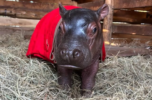 Au Kenya, un bébé hippopotame orphelin secouru