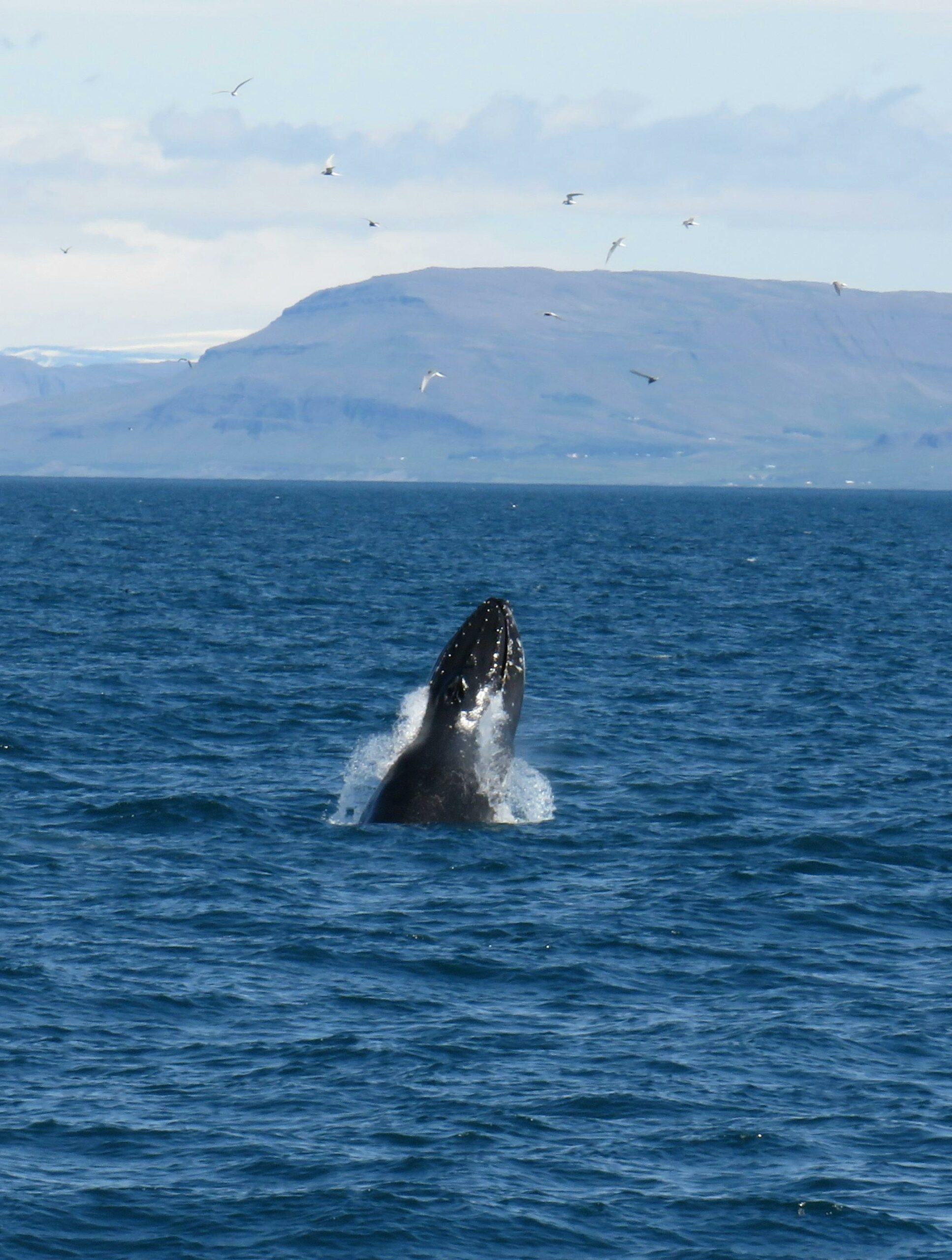 La baleine échouée Timmy a été relâchée