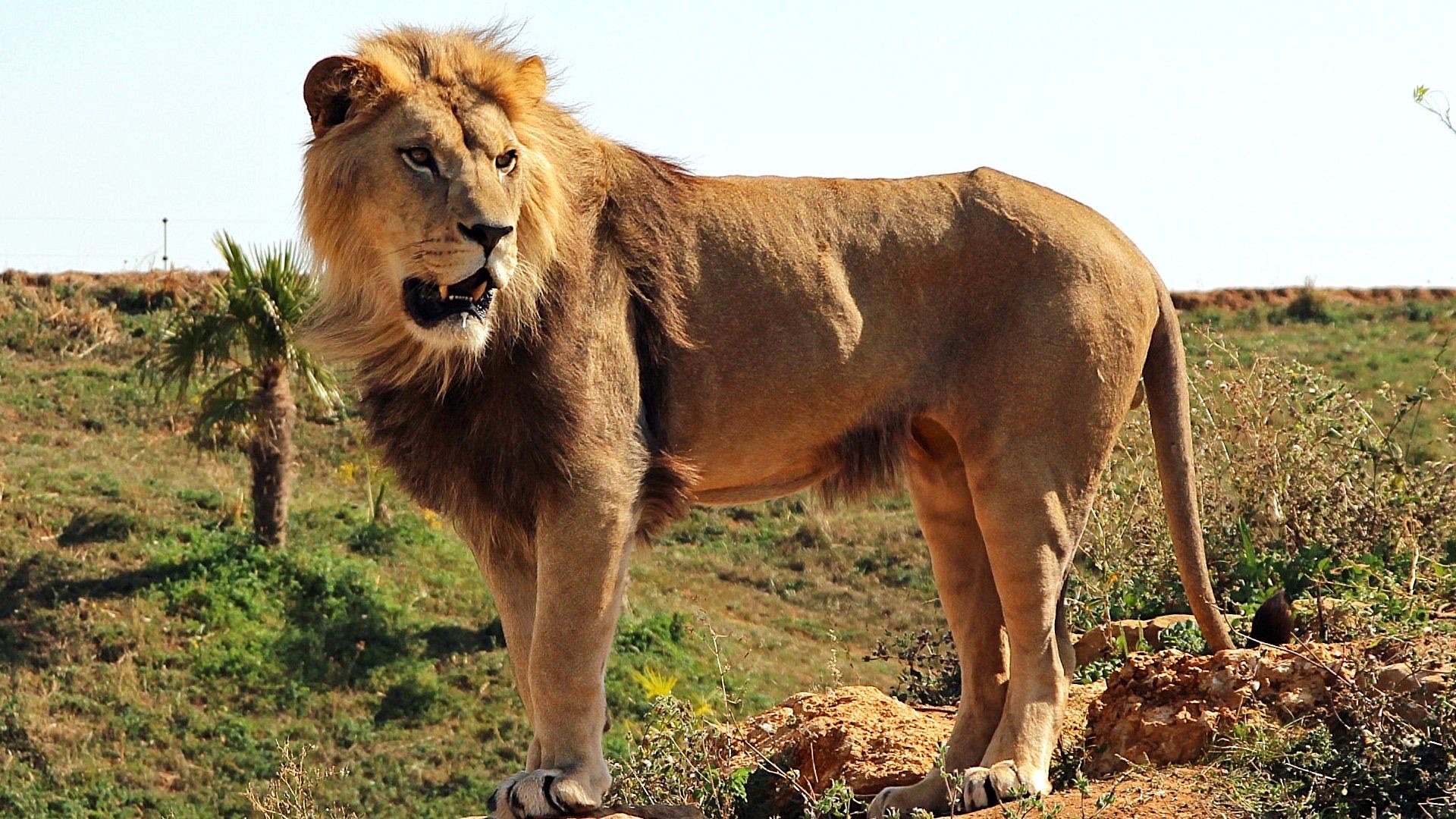 Après avoir vécu toute sa vie dans 3 mètres carrés, ce lion a été relâché en Afrique